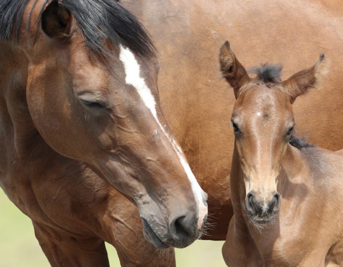 Saying goodbye to our excellent broodmare