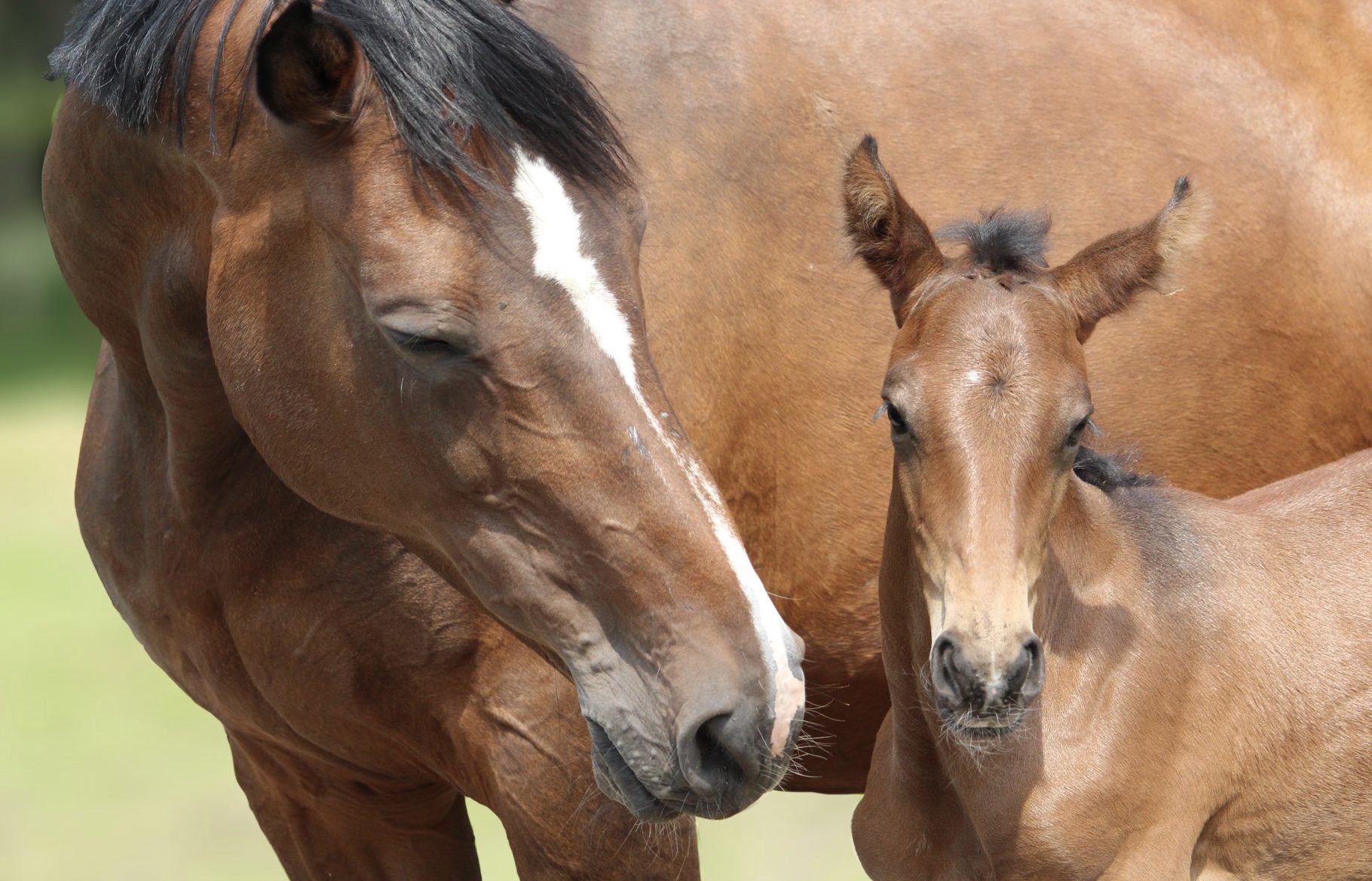 Saying goodbye to our excellent broodmare