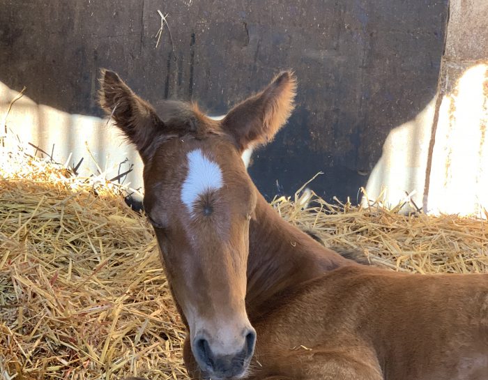Discover the new foals of 2021!
