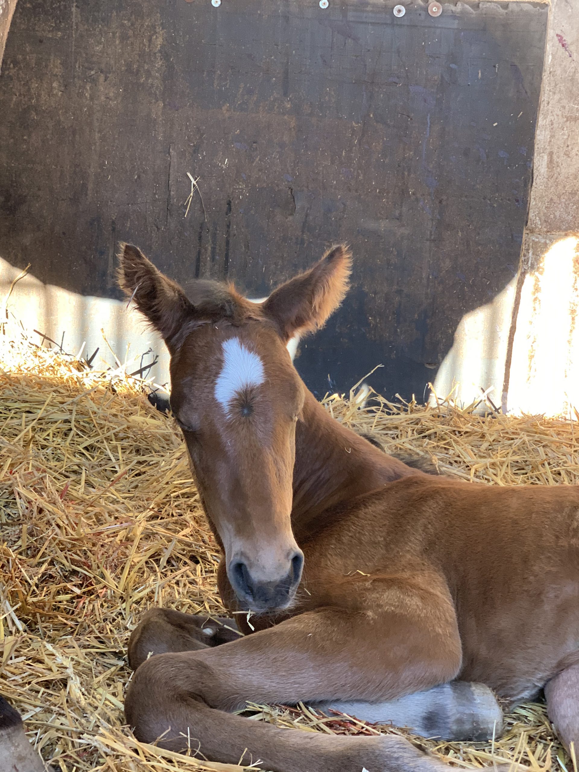 Discover the new foals of 2021!