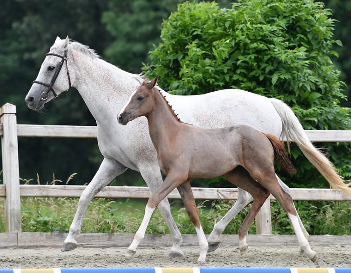 Sportmares vs broodmares