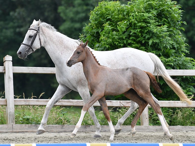 Sportmares vs broodmares