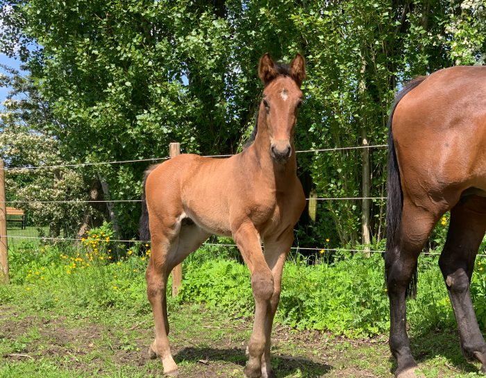 New life in the stables