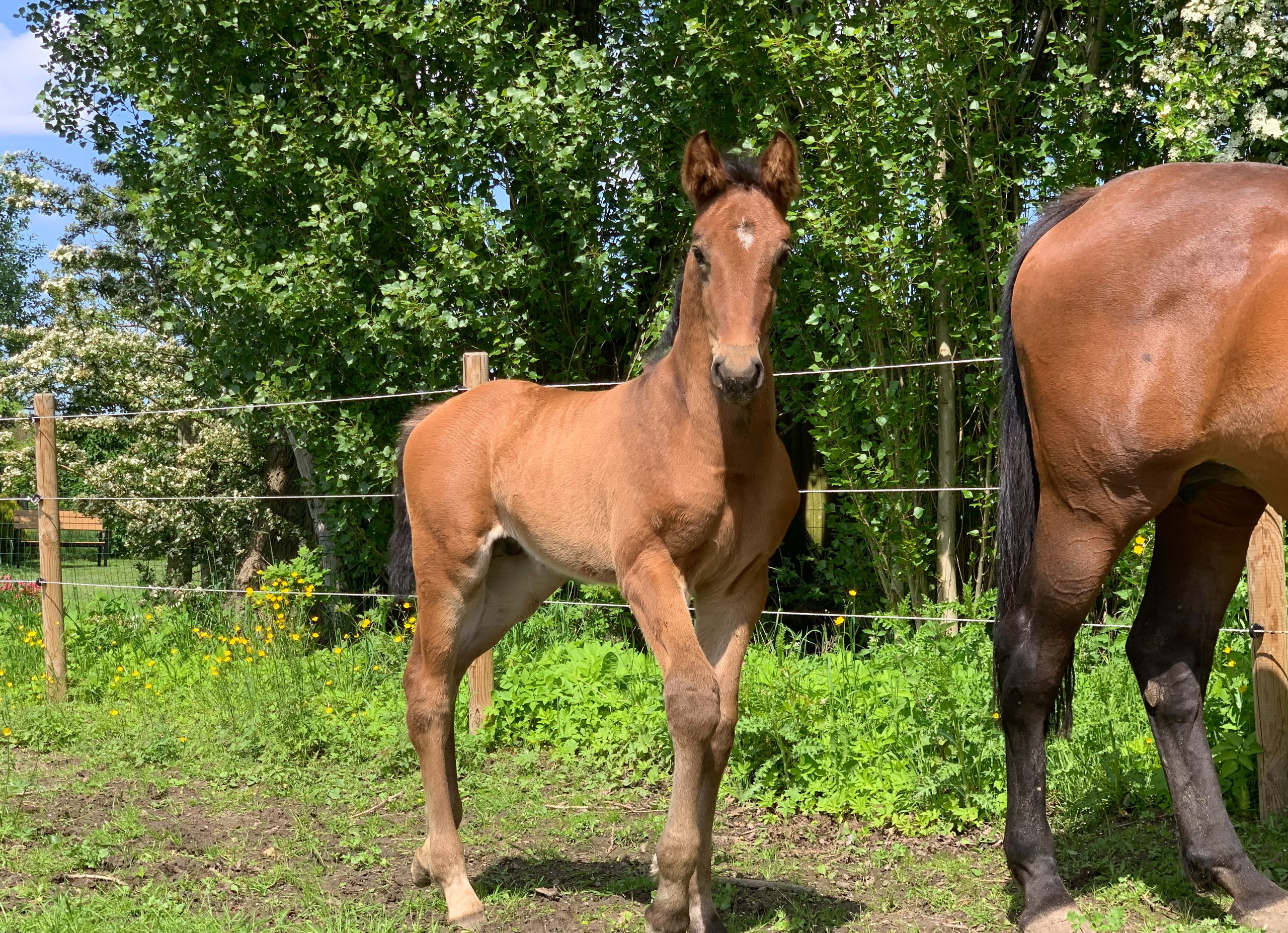 New life in the stables